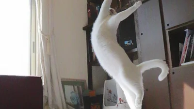 Кіт-балерун танцює так, наче ніхто не бачить