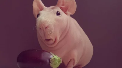 "Оголена" морська свинка стала зіркою Instagram