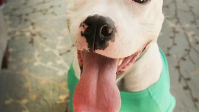 Смішні тваринки показують, що в природи також є почуття гумору