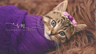 Неймовірно миле кошеня підкорило інтернет зворушливою фотосесією