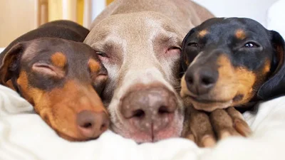  Три нерозлучні собаки доводять, що справжня дружба таки існує