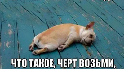 Смішні картинки для тих, кому шалено набридла гра Pokemon GO