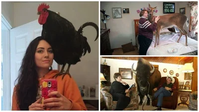 Домашні улюбленці, яких ви точно не очікували побачити