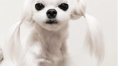 Модна собачка вразила зачісками (і вони кращі, ніж у тебе)