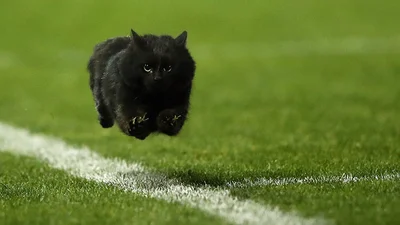 Кіт, який вибіг на футбольне поле, став найкумеднішим мемом