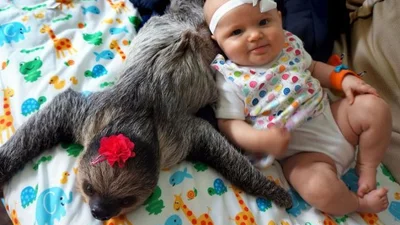 5-тимісячна крихітка здружилась із кумедним лінивцем