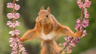 Соцмережу підірвало фото білки в шпагаті