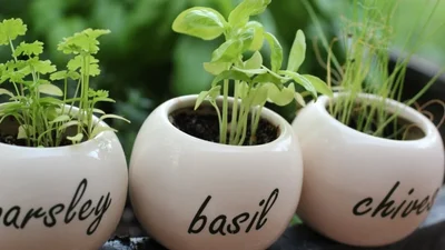 Гарно і корисно: як оформити домашній міні-сад