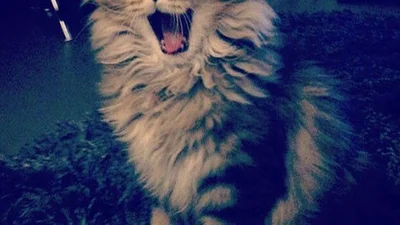 15 оптимістичних котиків, які змусять вас посміхнутися