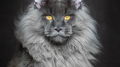 Справжні королі: коти, які зачарують вас своєю красою і магнетизмом
