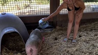 Як Майлі Сайрус в бікіні годувала свиней