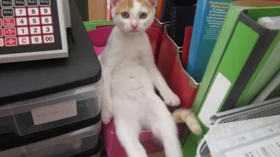 Смішні коти, які полюбляють сидіти як люди
