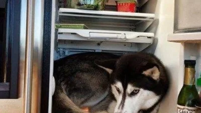 20 смішних картинок про нестерпну спеку