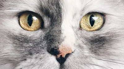 Королівська кішка-фотомодель підкорила простори інтернету