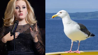 Дивакуваті фобії знаменитостей