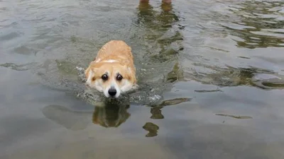 Смішні песики, які страшенно бояться води