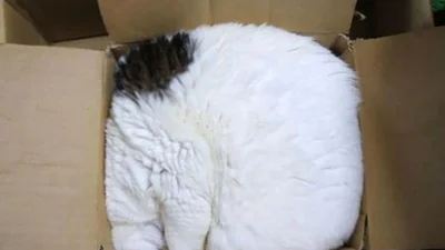 Сонні коти, які плювати хотіли на правила