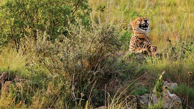 Фіналісти конкурсу з найсмішніших фото живої природи