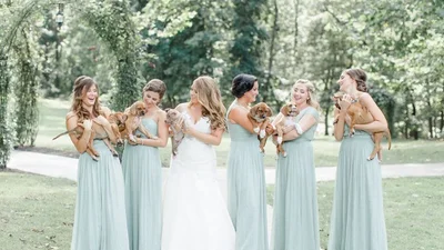 Цуцики замість букетів - наймиліше весілля сезону