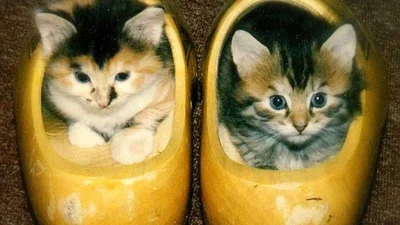 24 докази, що коти люблять взуття не менше жінок