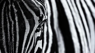 Фантастика: неймовірні фото дикої природи у монохромі