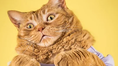 Коти-грубаси розсмішили користувачів Інтернету