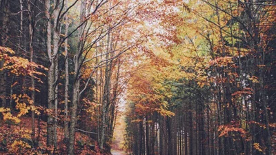 12 вагомих причин полюбити цю осінь