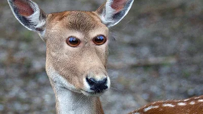 Божевільний вигляд тварин, якщо очі у них були б спереду