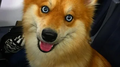 Собака-лисиця: її фото підкорили Інтернет