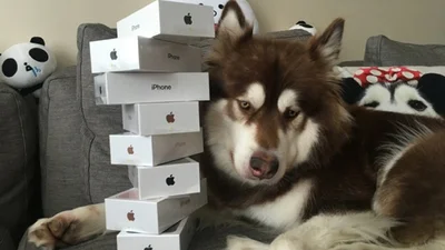 Неймовірно: китаєць подарував своїй собаці вісім iPhone 7