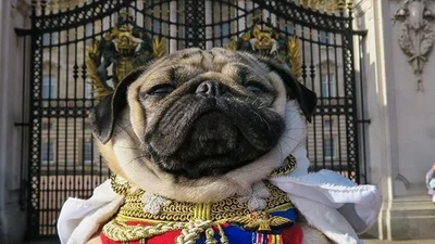 Зірка мопсів: песик порадував свіжими знімками з Лондона