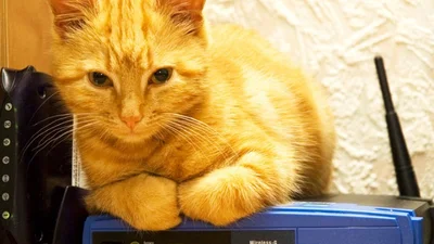 Народна творчість: топ найсмішніших назв для Wi-Fi