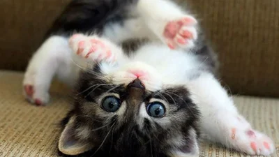 Неймовірно: ці тваринки обожнюють йогу