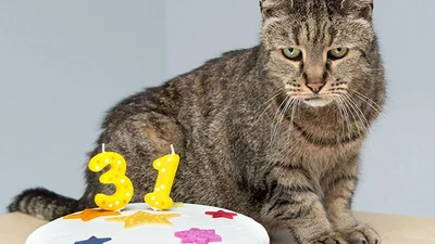 Найстаріший кіт у світі відсвяткував 31-й день народження