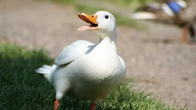 Безстрашна качечка стала постійним пасажиром авіакомпаній