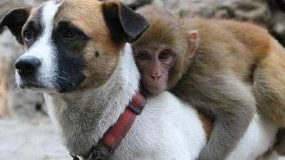 Неймовірно: дикі тварини заводять собі несподіваних друзів