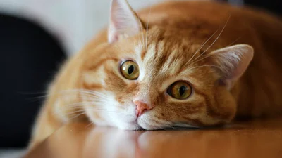 Офіційно: китайська компанія зробить головним менеджером кота