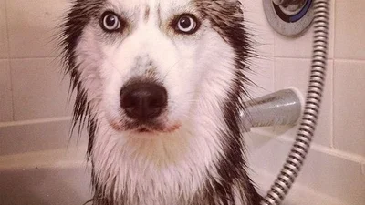 Кумедні кадри: 10 собак, які прийняли душ