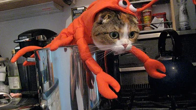 10 котів, які вже готові до Хелловіну