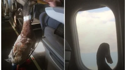 Качка в підгузку в якості пасажира на літаку стала мемом