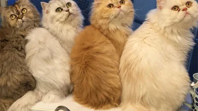 Велике сімейство: смішні фото 12 котів
