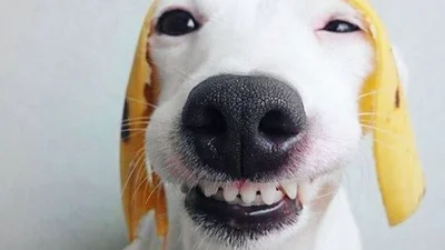 Нова зірка: собака-посміхака "взула" Голлівуд