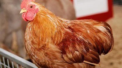 Курячі розваги: тварина весь день гралась на рейках метро