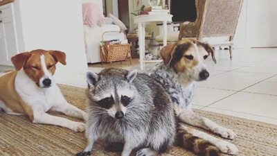 #інстаграмдня: мімішний акаунт песиків та єнота