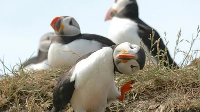 10 дуже смішних фото диких тварин