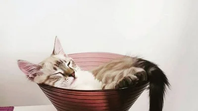 Винахідливі коти, які знайшли собі незвичні місця для сну