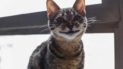 20 котів, які дуже люблять м'яту