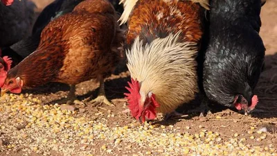 Ця куряча "соната" переверне ваше уявлення про музику