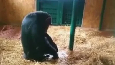  Шимпанзе Соня показала свої перші малюнки