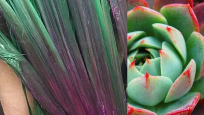 Вражаючий тренд: фарбування волосся в стилі сукулентів